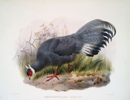 Crossoptilon auritum. (1872)