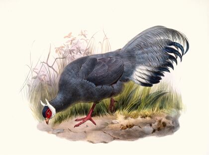 Crossoptilon auritum.