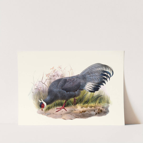 Crossoptilon auritum. by Joseph Smit