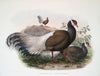 Crossoptilon mantchuricum. (1872)