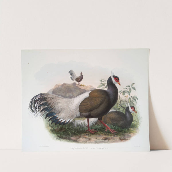 Crossoptilon mantchuricum. (1872) by Joseph Smit