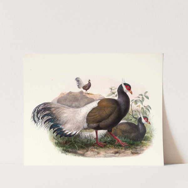 Crossoptilon mantchuricum. by Joseph Smit