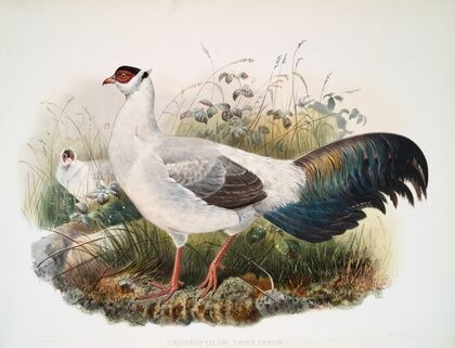 Crossoptilon thibetanum. (1872)