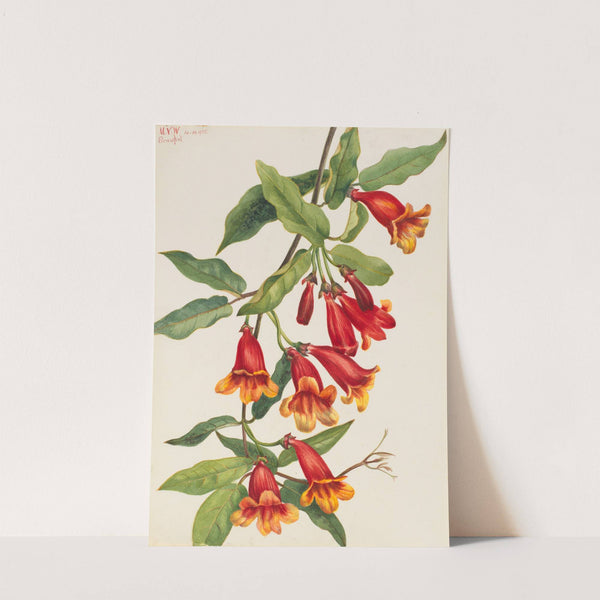 Crossvine (Anisostichus capreolatus) (1925) by Mary Vaux Walcott