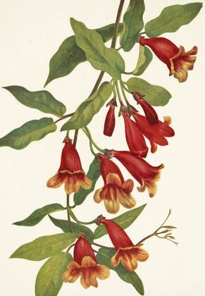 Crossvine. Anisostichus capreolatus (1925)