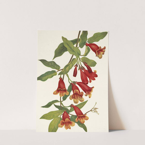 Crossvine. Anisostichus capreolatus (1925) by Mary Vaux Walcott