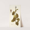 Crotalaria coerulea (1781-1793) by Nikolaus Joseph Freiherr von Jacquin