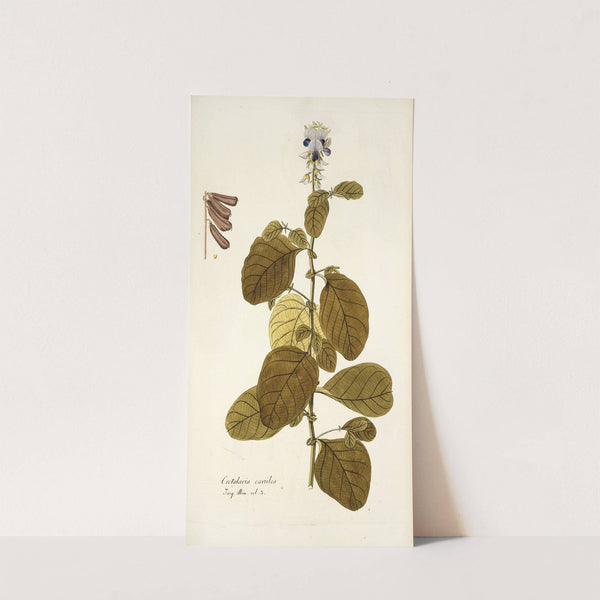 Crotalaria coerulea (1781-1793) by Nikolaus Joseph Freiherr von Jacquin