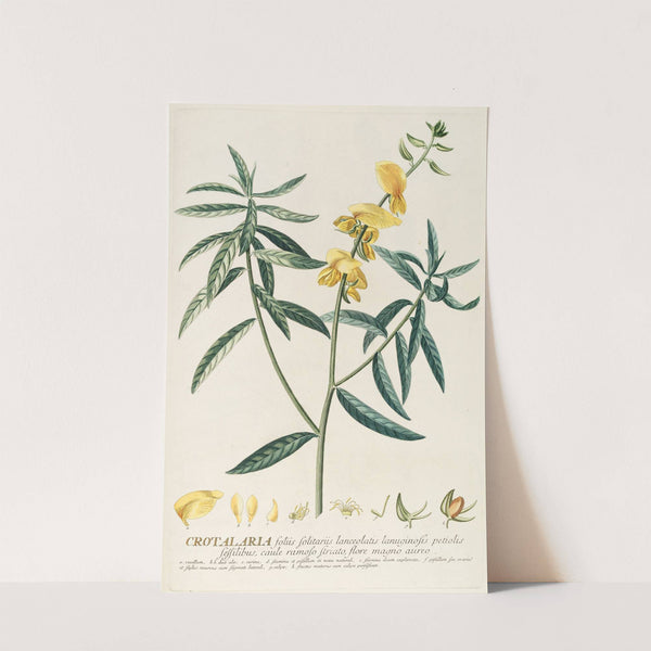 Crotalaria by Georg Dionysius Ehret