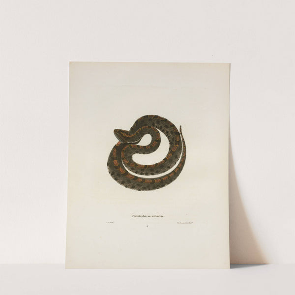 Crotalophorus miliarius. by John Edwards Holbrook