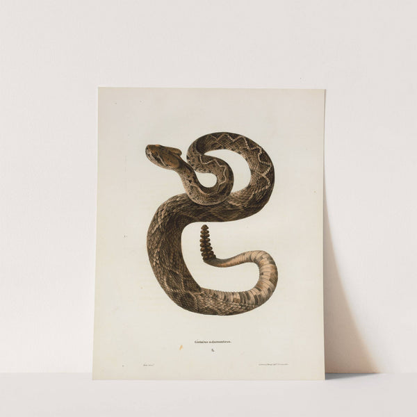 Crotalus adamanteus. by John Edwards Holbrook