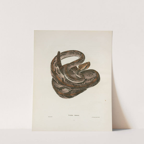 Crotalus durissus. by John Edwards Holbrook