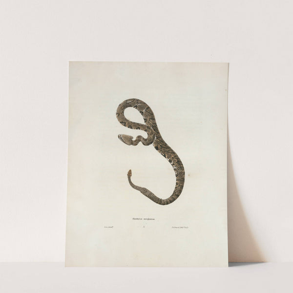 Crotalus oregonus. by John Edwards Holbrook