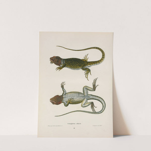 Crotaphytus collaris. by John Edwards Holbrook