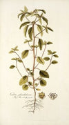 Croton glandulosum