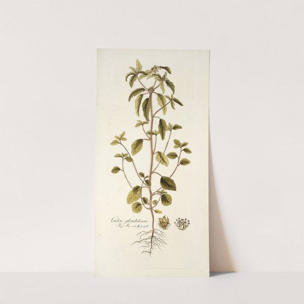 Croton glandulosum (1781-1793) by Nikolaus Joseph Freiherr von Jacquin