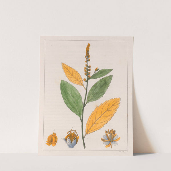 Croton Perdicipes (1824-1828) by Auguste de Saint-Hilaire