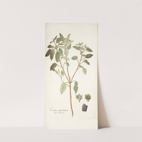 Croton punctatum (1781-1793) by Nikolaus Joseph Freiherr von Jacquin