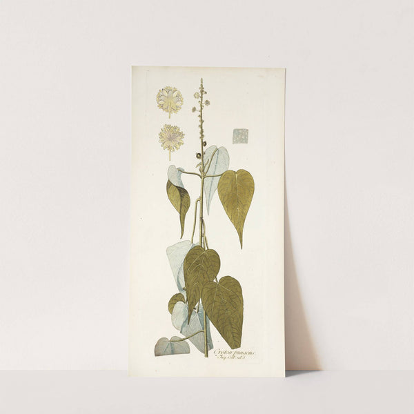 Croton pungens (1781-1793) by Nikolaus Joseph Freiherr von Jacquin