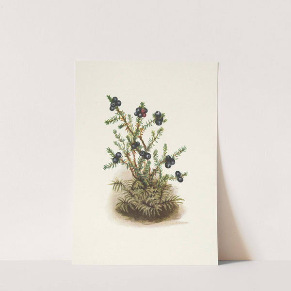 Crowberry. Empetrum nigrum (1925) by Mary Vaux Walcott