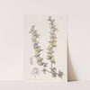 Crowberry-leaved Berberry by Sydenham Edwards
