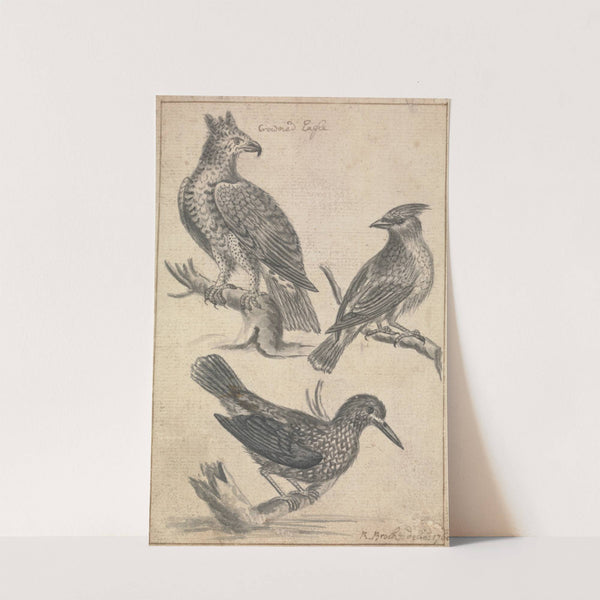 Crowned Eagle and Two Birds by Richard Brookes
