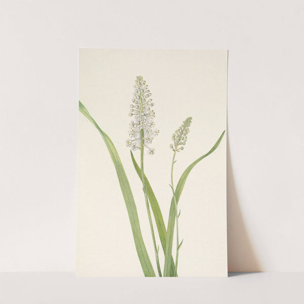 Crowpoison. Chrosperma muscaetoxicum (1925) by Mary Vaux Walcott