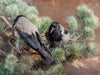 Crows (1891)