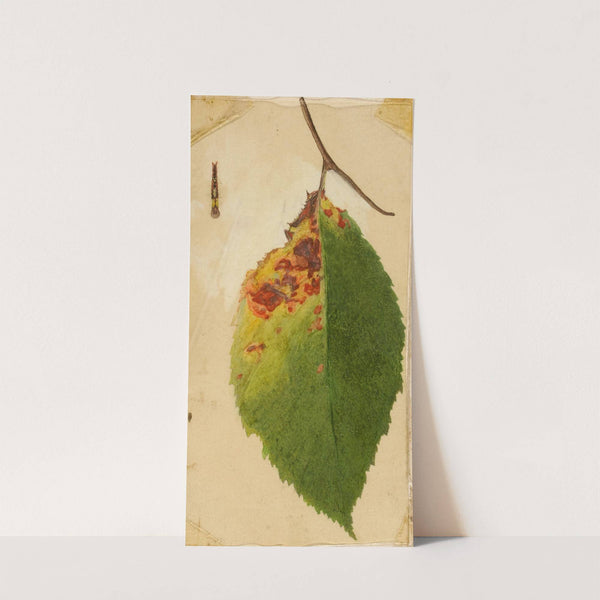 Crumpled and Withered Leaf Edge Mimicking Caterpillar by Emma Beach Thayer