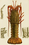 Crustacea I