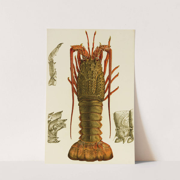 Crustacea I by Frederick McCoy