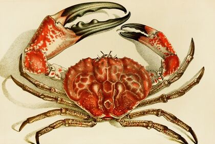 Crustacea IV