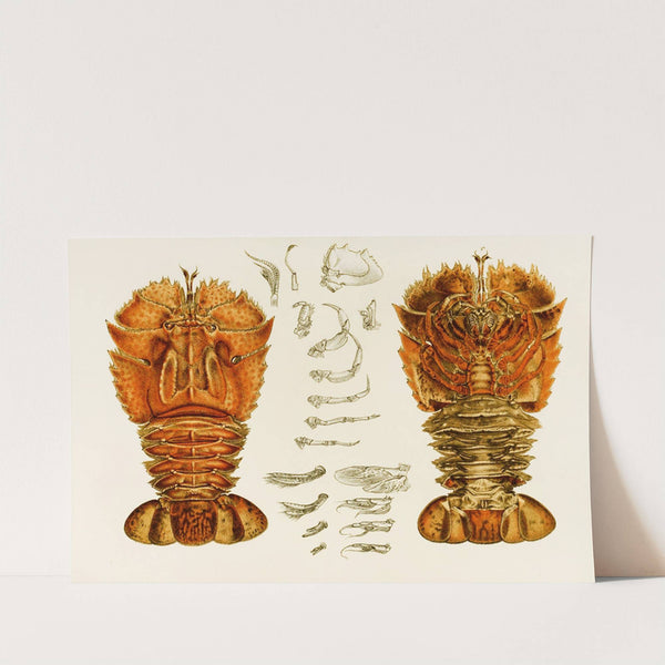 Crustacea V by Frederick McCoy