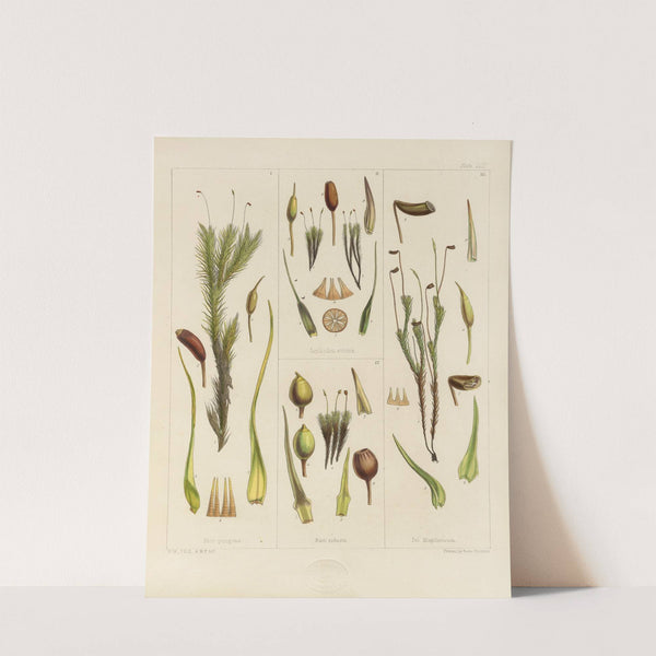 Cryptogamic botany of the Antarctic voyage of H.M. Discovery ships Erebus and Terror in the years 1839 Pl.03 by Walter Hood Fitch