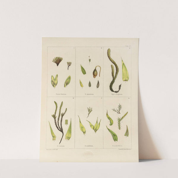 Cryptogamic botany of the Antarctic voyage of H.M. Discovery ships Erebus and Terror in the years 1839 Pl.04 by Walter Hood Fitch