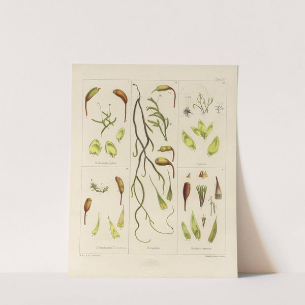 Cryptogamic botany of the Antarctic voyage of H.M. Discovery ships Erebus and Terror in the years 1839 Pl.05 by Walter Hood Fitch