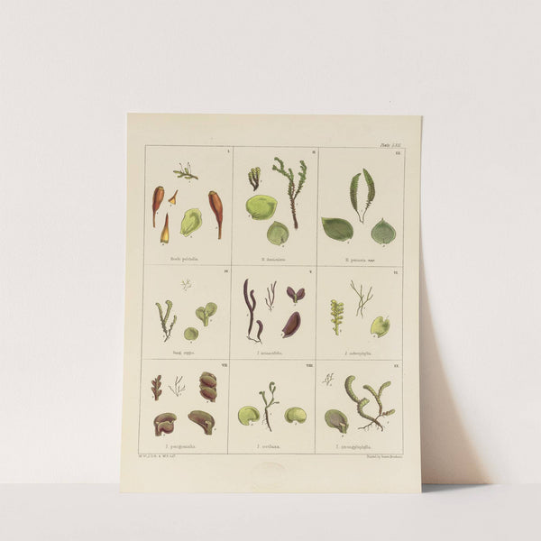 Cryptogamic botany of the Antarctic voyage of H.M. Discovery ships Erebus and Terror in the years 1839 Pl.06 by Walter Hood Fitch