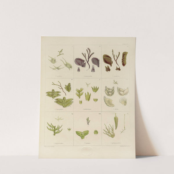 Cryptogamic botany of the Antarctic voyage of H.M. Discovery ships Erebus and Terror in the years 1839 Pl.09 by Walter Hood Fitch