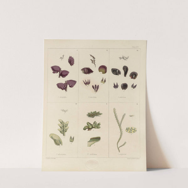 Cryptogamic botany of the Antarctic voyage of H.M. Discovery ships Erebus and Terror in the years 1839 Pl.10 by Walter Hood Fitch