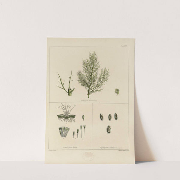 Cryptogamic botany of the Antarctic voyage of H.M. Discovery ships Erebus and Terror in the years 1839 Pl.13 by Walter Hood Fitch