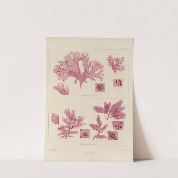 Cryptogamic botany of the Antarctic voyage of H.M. Discovery ships Erebus and Terror in the years 1839 Pl.15 by Walter Hood Fitch