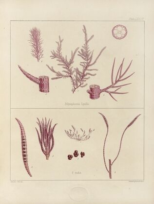 Cryptogamic botany of the Antarctic voyage of H.M. Discovery ships Erebus and Terror in the years 1839 Pl.18 — size preview