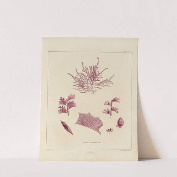 Cryptogamic botany of the Antarctic voyage of H.M. Discovery ships Erebus and Terror in the years 1839 Pl.20 by Walter Hood Fitch