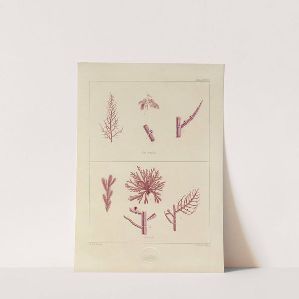 Cryptogamic botany of the Antarctic voyage of H.M. Discovery ships Erebus and Terror in the years 1839 Pl.22 by Walter Hood Fitch