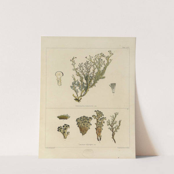 Cryptogamic botany of the Antarctic voyage of H.M. Discovery ships Erebus and Terror in the years 1839 Pl.24 by Walter Hood Fitch