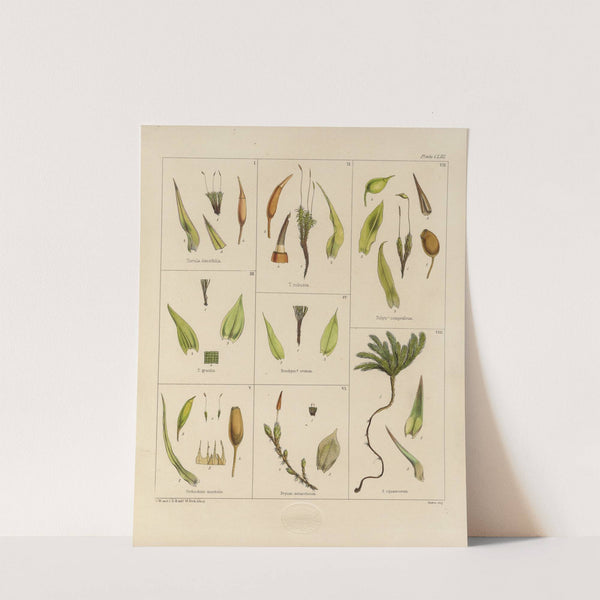 Cryptogamic botany of the Antarctic voyage of H.M. Discovery ships Erebus and Terror in the years 1839 Pl.27 by Walter Hood Fitch