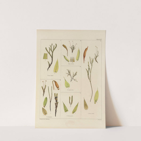 Cryptogamic botany of the Antarctic voyage of H.M. Discovery ships Erebus and Terror in the years 1839 Pl.28 by Walter Hood Fitch