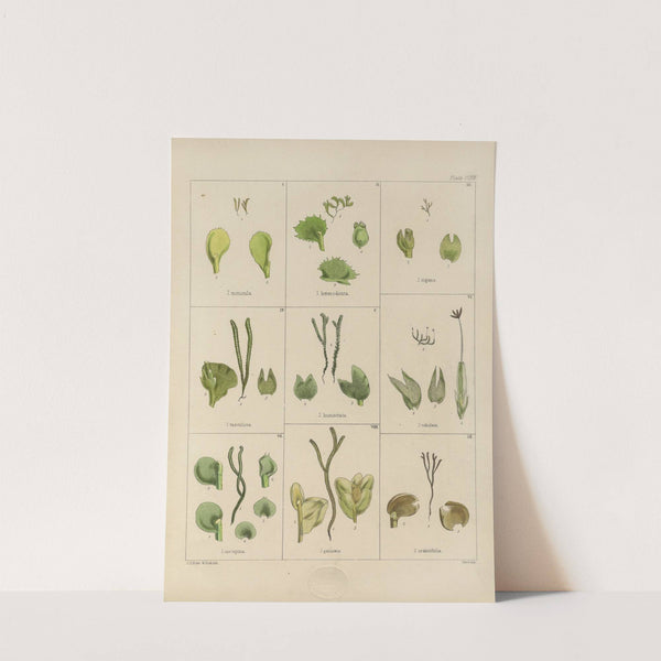 Cryptogamic botany of the Antarctic voyage of H.M. Discovery ships Erebus and Terror in the years 1839 Pl.31 by Walter Hood Fitch