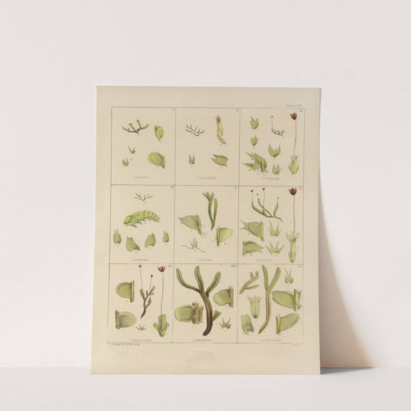 Cryptogamic botany of the Antarctic voyage of H.M. Discovery ships Erebus and Terror in the years 1839 Pl.33 by Walter Hood Fitch