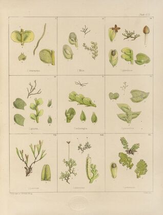 Cryptogamic botany of the Antarctic voyage of H.M. Discovery ships Erebus and Terror in the years 1839 Pl.34